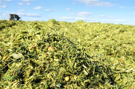 Corn Silage