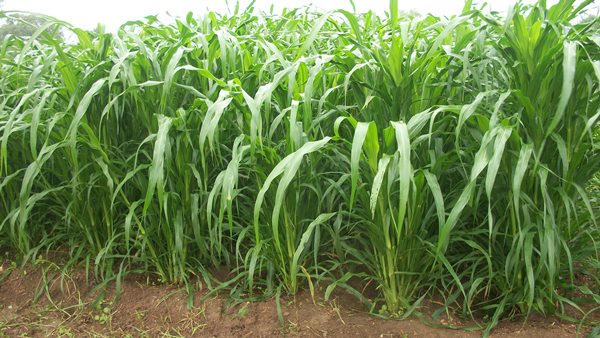 Green Fodder