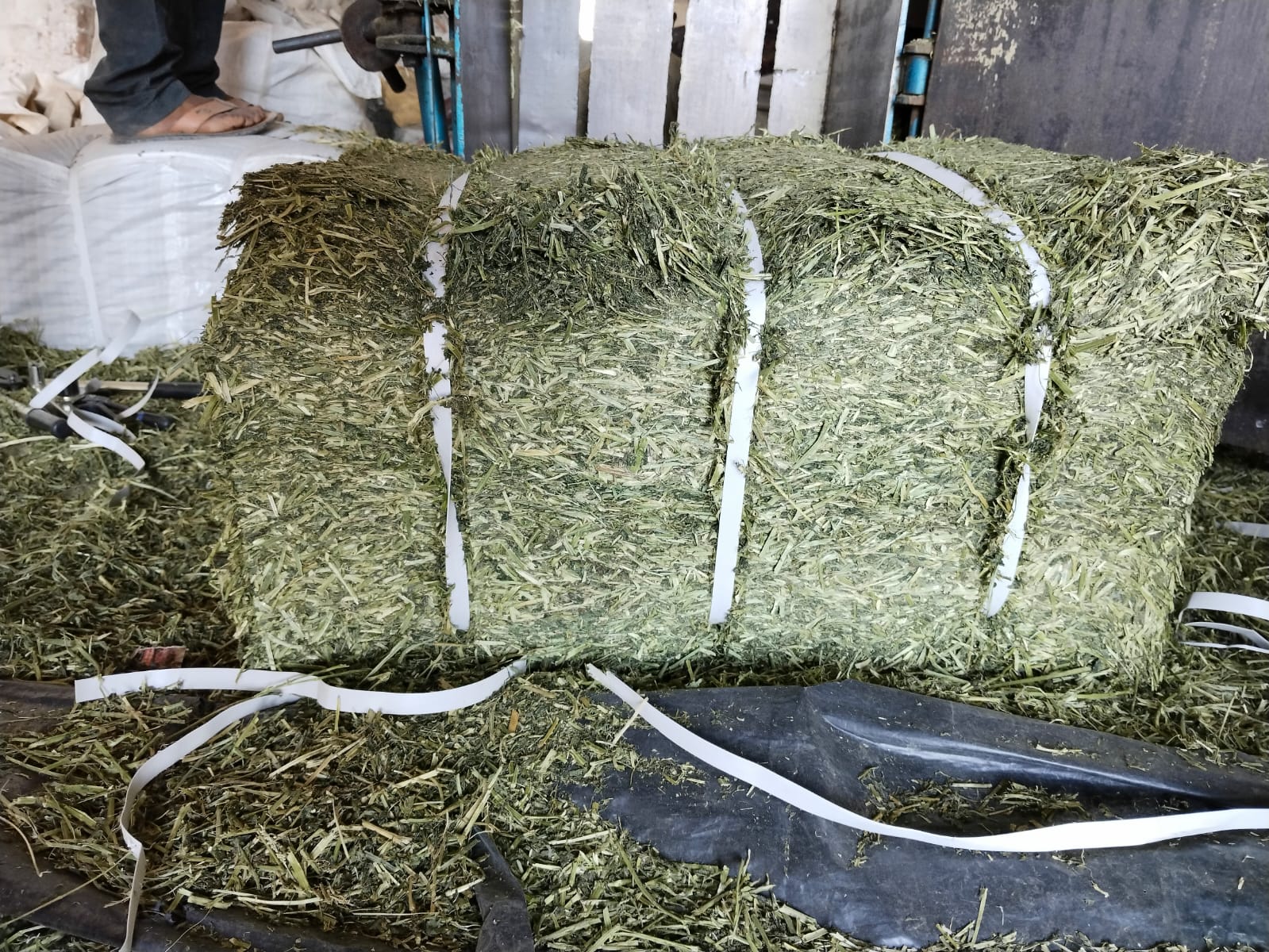 Alfalfa Hay