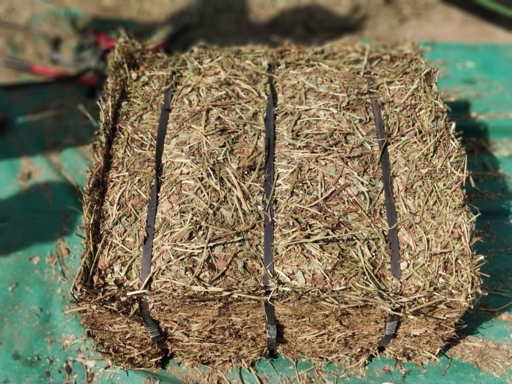 Peanuts Hay